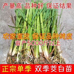 现挖特早熟改良型双季茭白苗种单季高笋种苗高瓜种子老蹲苗冬笋苗