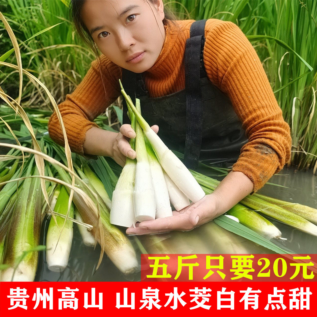 特级新鲜农家高山茭白产妇月子下奶茭笋高瓜水笋时令蔬菜交白篙笋