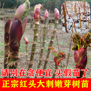 刺老包樹苗貴州山野菜刺椿頭刺籠苞根刺老芽種子刺龍芽刺嫩芽樹苗