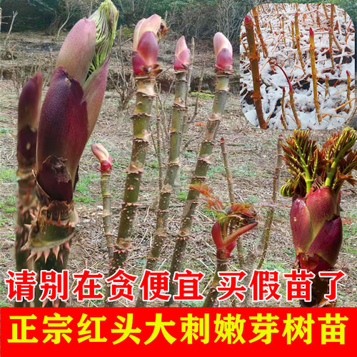 刺老包树苗红头刺嫩芽树苗红楤木