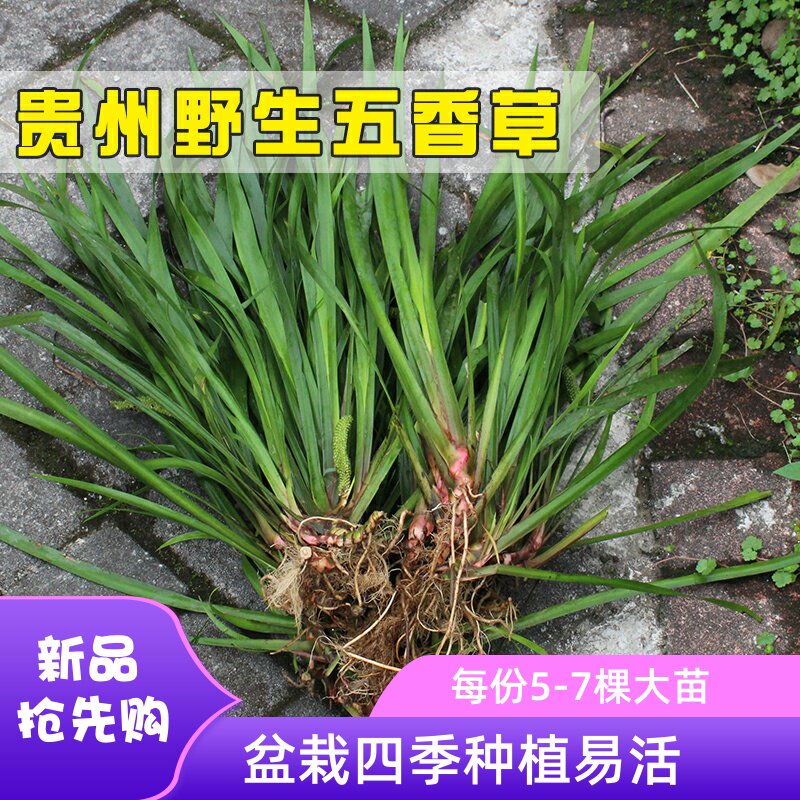 贵州野生五香草可食用盆栽苗带根新鲜山奈去腥味香料现摘发货包邮