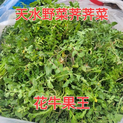 甘肃天水特产小吃天水野菜天水苦苣野菜荠荠菜苜蓿斜蒿花椒芽野菜