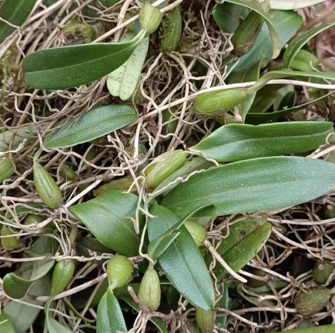 批发新鲜石橄榄单叶软叶双叶小果单叶大果小果石仙桃石岩珠包邮