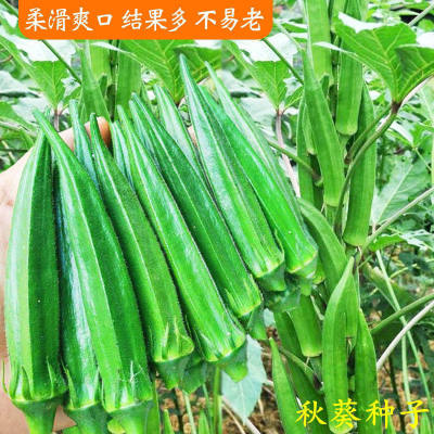 奶油秋葵家庭种植阳台种植