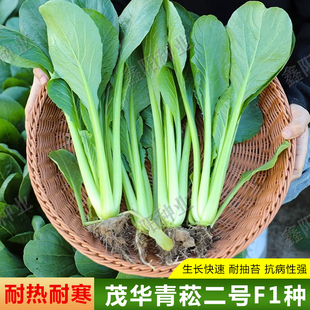 播青菜种籽油菜小白菜籽农家阳台盆栽蔬菜种孑菜籽 小菘菜种子四季