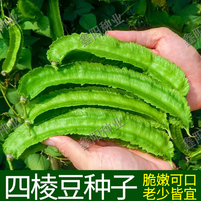 香嫩四棱豆种子蔬菜种子龙豆扁四角豆种子四季帝皇豆四棱豆苗种孑