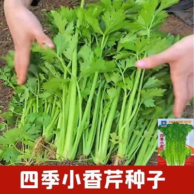 四季小香芹种子黄金芹菜种子芹菜种籽大全芹菜种子季青菜籽蔬菜种