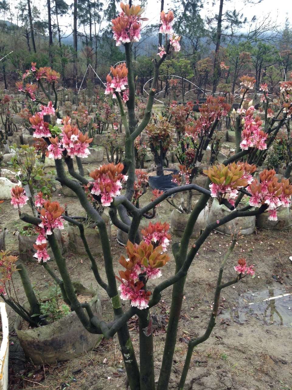 倒挂花形奇特极为雅致包邮树苗