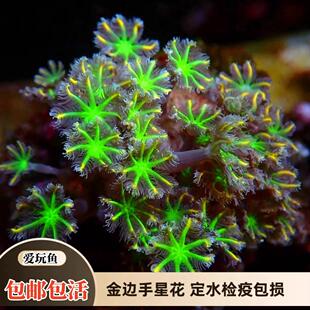 【爱玩鱼】手星花珊瑚金边大手星花椰花海缸易养新手软体活物包活