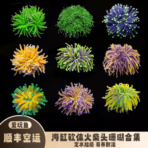 印尼金火柴黑火柴荧光珊瑚易养