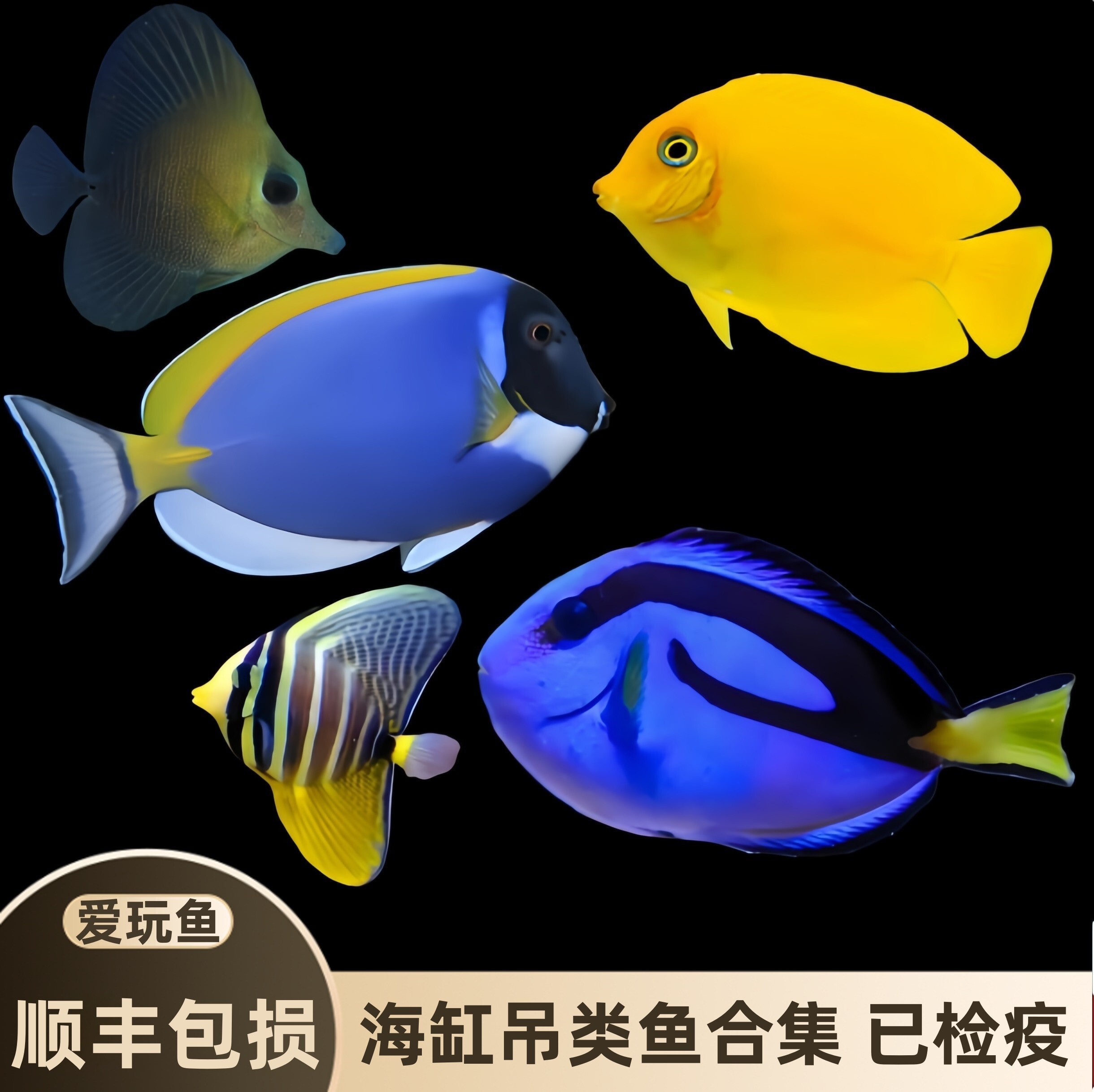 【爱玩鱼】吊类鱼海水鱼蓝吊粉斑马吊七彩吊五彩吊工具鱼养定检疫