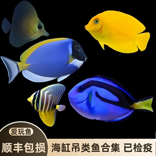 蓝吊粉斑马吊海水鱼观赏鱼活体观赏鱼七彩吊五彩吊食苔吊工具鱼