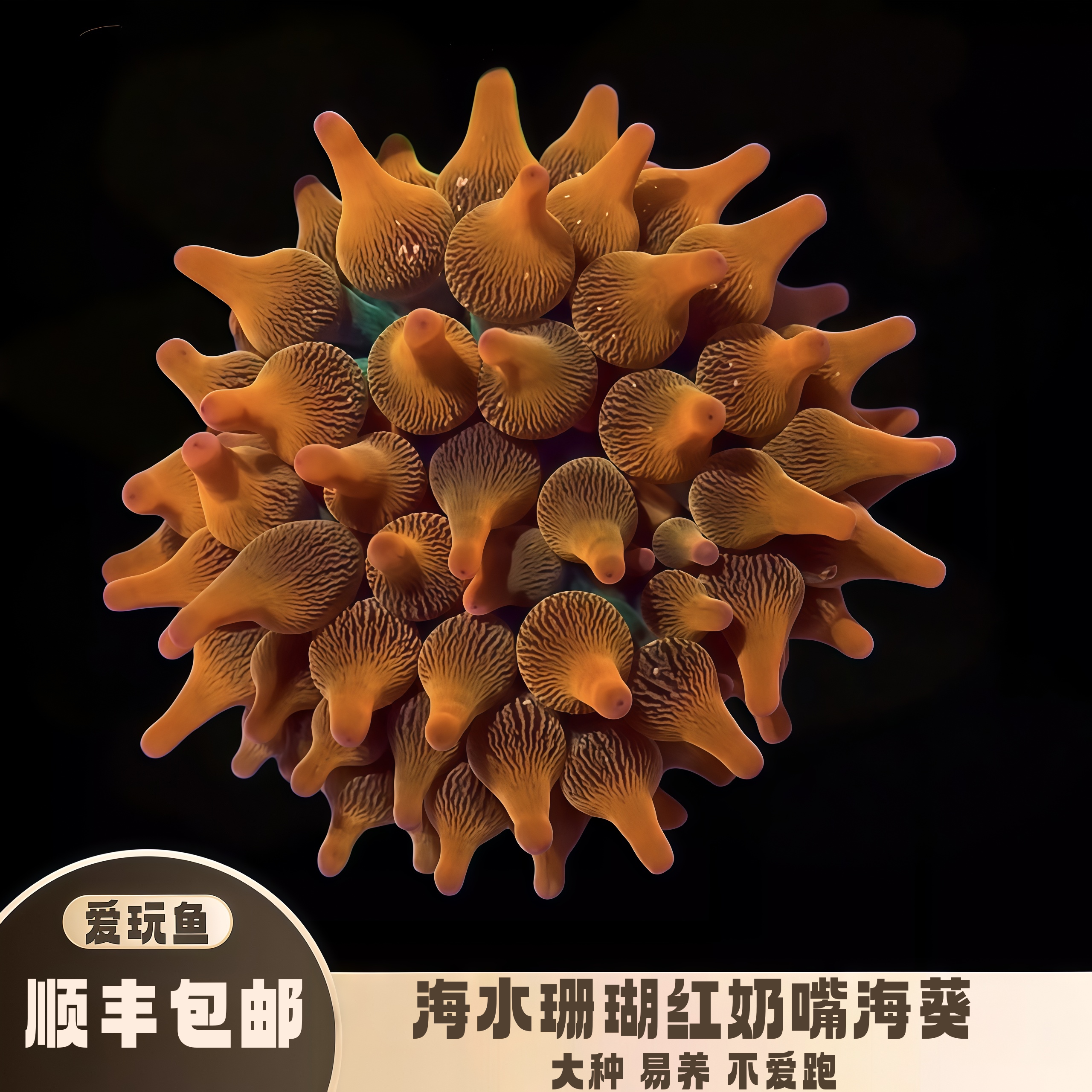 红奶嘴海葵珊瑚海水生物软体