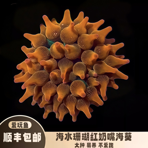 红奶嘴海葵珊瑚海水生物软体