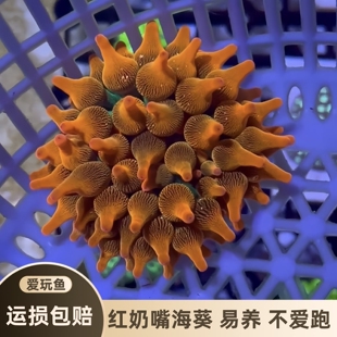 【爱玩鱼】红奶嘴海葵珊瑚海水生物橙金点雪花荧光共生软体易养