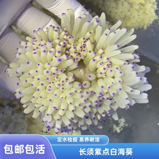 【爱玩鱼】紫点白葵海葵活体小丑鱼奶嘴活体软体长须海水缸珊瑚
