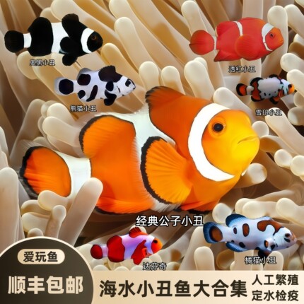 【爱玩鱼】小丑鱼公子黑背心奥黑海水鱼观赏鱼人工养定活体活鱼
