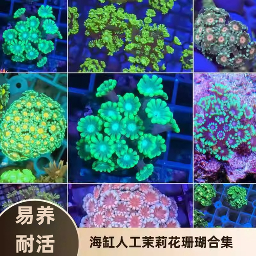 爱玩鱼水族茉莉大花珊瑚长杆易养