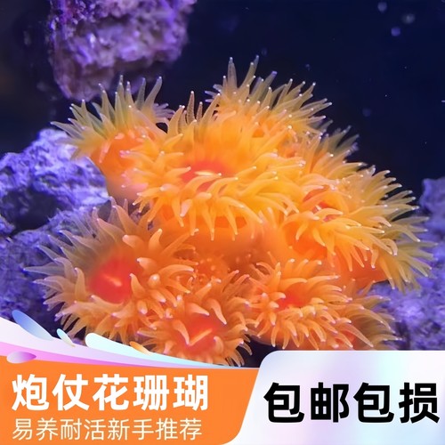 爱玩鱼水族炮仗花活珊瑚新手耐活