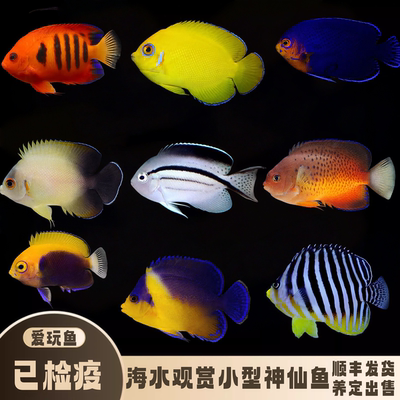 爱玩鱼海水观赏神仙鱼开口定检疫