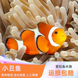 公子小丑鱼活鱼海水鱼尼莫双带观赏鱼黑背心人工养定小丑鱼活体
