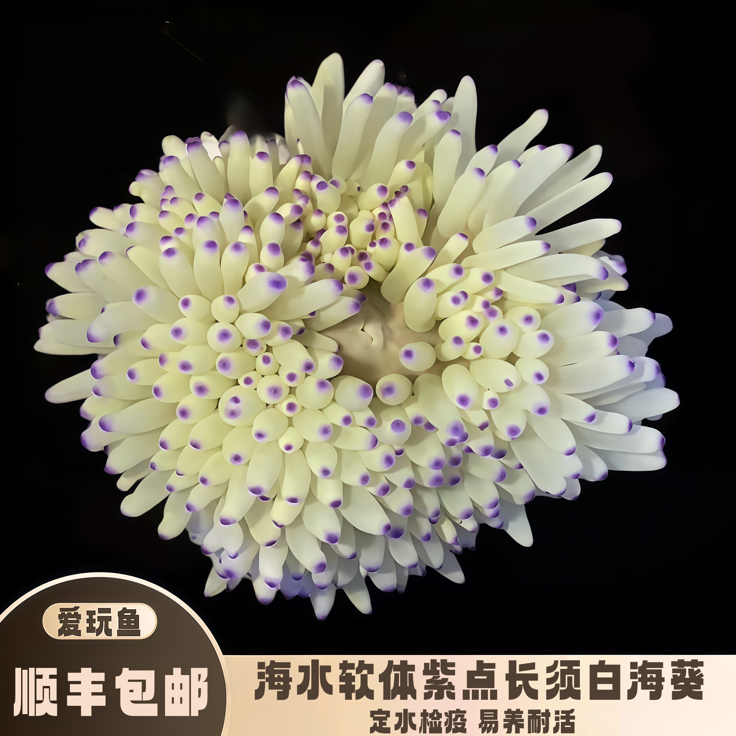 爱玩鱼水族紫点白葵长须软体珊瑚