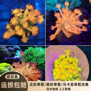 正彩单苞台湾脏脏单苞澳洲马卡龙彩单苞活体海水鱼缸软体花花珊瑚