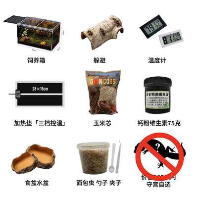 豹纹守宫新手饲养套餐