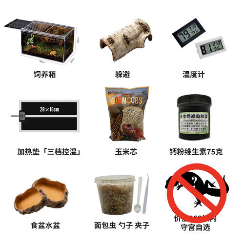 豹纹守宫新手饲养套餐