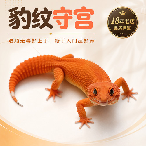 豹纹守宫新手入门蜥蜴宠物活物儿童宠物温顺好养无毒可上手小火龙