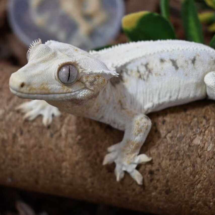 睫角魔物巨人守宫r属成体苗子吃果泥无毒不咬人