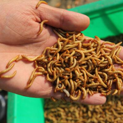 面包虫 黄粉虫活鱼虫龟粮活食饲料虫