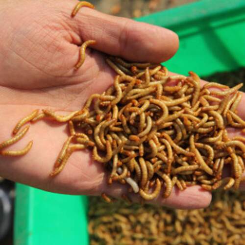 面包虫 黄粉虫活鱼虫龟粮活食饲料虫