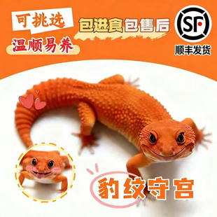 豹纹守宫新手入门懒人爬宠异宠物蜥蜴温顺可爱阳光萝卜柠檬霜白酒