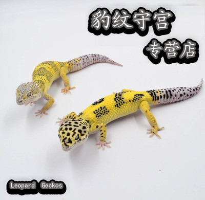 Fang大叔豹纹守宫新手入门爬宠活体小火龙皮卡丘蜥蜴精品一物一拍