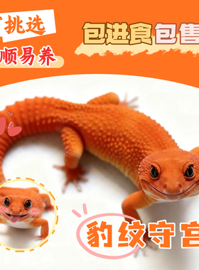 豹纹守宫新手入门懒人爬宠异宠物蜥蜴温顺可爱阳光萝卜柠檬霜白酒