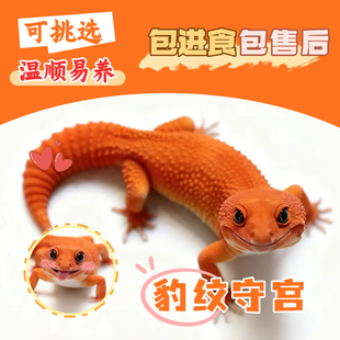 豹纹守宫新手入门懒人爬宠异宠物蜥蜴温顺可爱阳光萝卜柠檬霜白酒