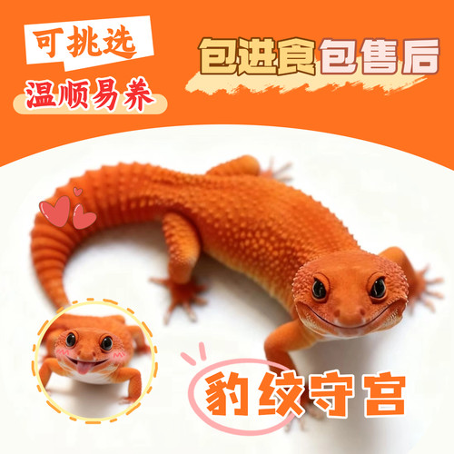 入门宠物豹纹蜥蜴守宫宠物