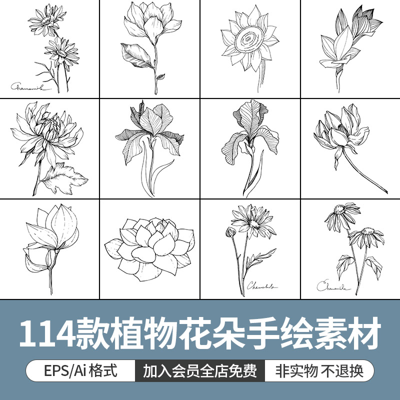 绘画素描植物花朵叶子白描手绘线条图黑白装饰画素材Ai矢量图设计图片