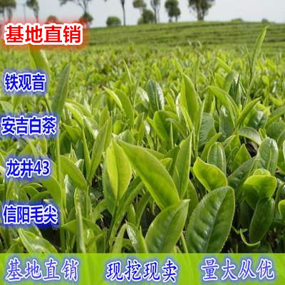 茶叶苗 南方种植正宗 安吉白茶苗龙井碧螺春黄金芽绿茶树苗包邮