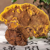 包邮 千德良心桑树桑黄西藏野生桑黄长在桑树上 金边桑黄灵芝顺丰