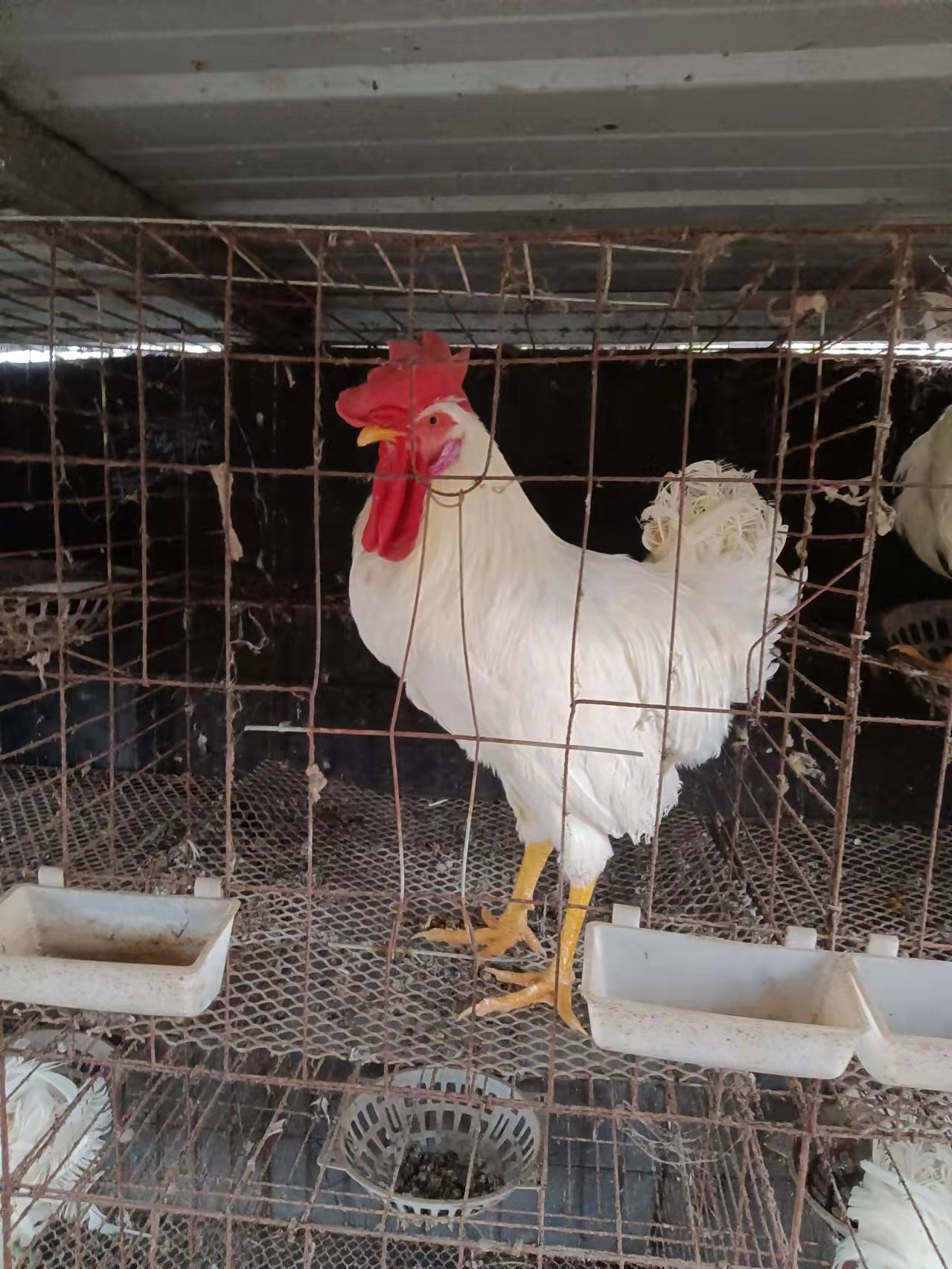 纯白毛大公鸡老母鸡 白色无杂毛土公鸡白鸡公鸡 包活到家新鲜现杀