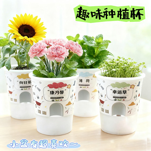 2026种植盆栽迷你绿植物发芽生长观察罐头种子幼儿园期末全班礼物