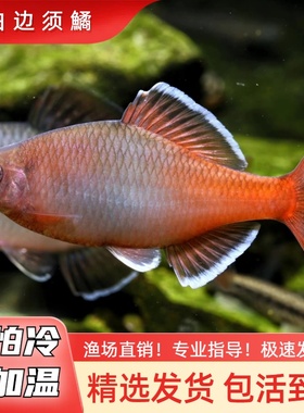白边须鱊非红须鱊网红原生冷水鱼发色鳑鲏七彩鱼不加温淡水旁皮鱼