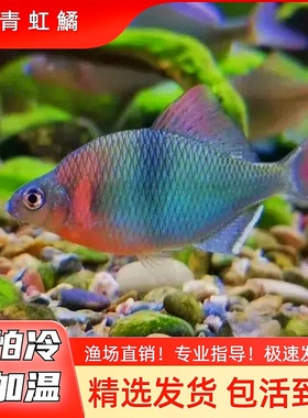 青虹鳑鲏小型冷水鱼不加温皮实好养溪流缸鱼原生鱼冷水鱼除藻