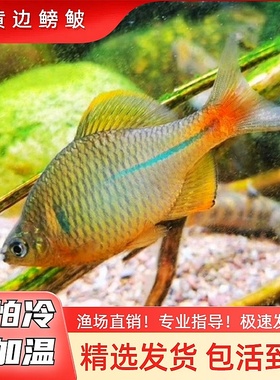 黄边鳑鲏小型冷水鱼不加温皮实好养旁皮鱼原生鱼冷水鱼除藻工具鱼