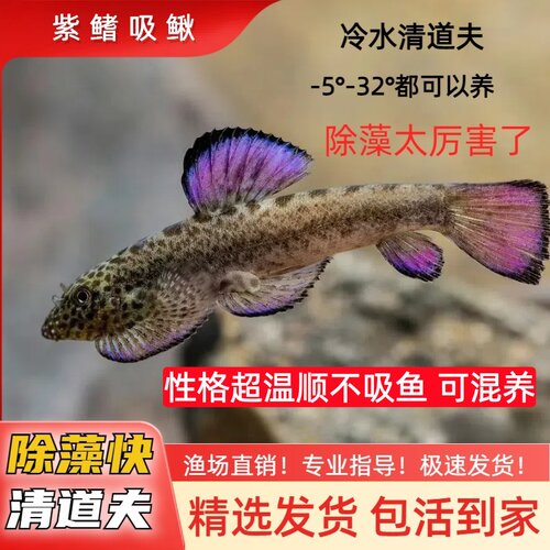 吸鳅除藻工具鱼冷水清道夫原生冷水观赏鱼爬岩鳅鱼缸清洁新手好养