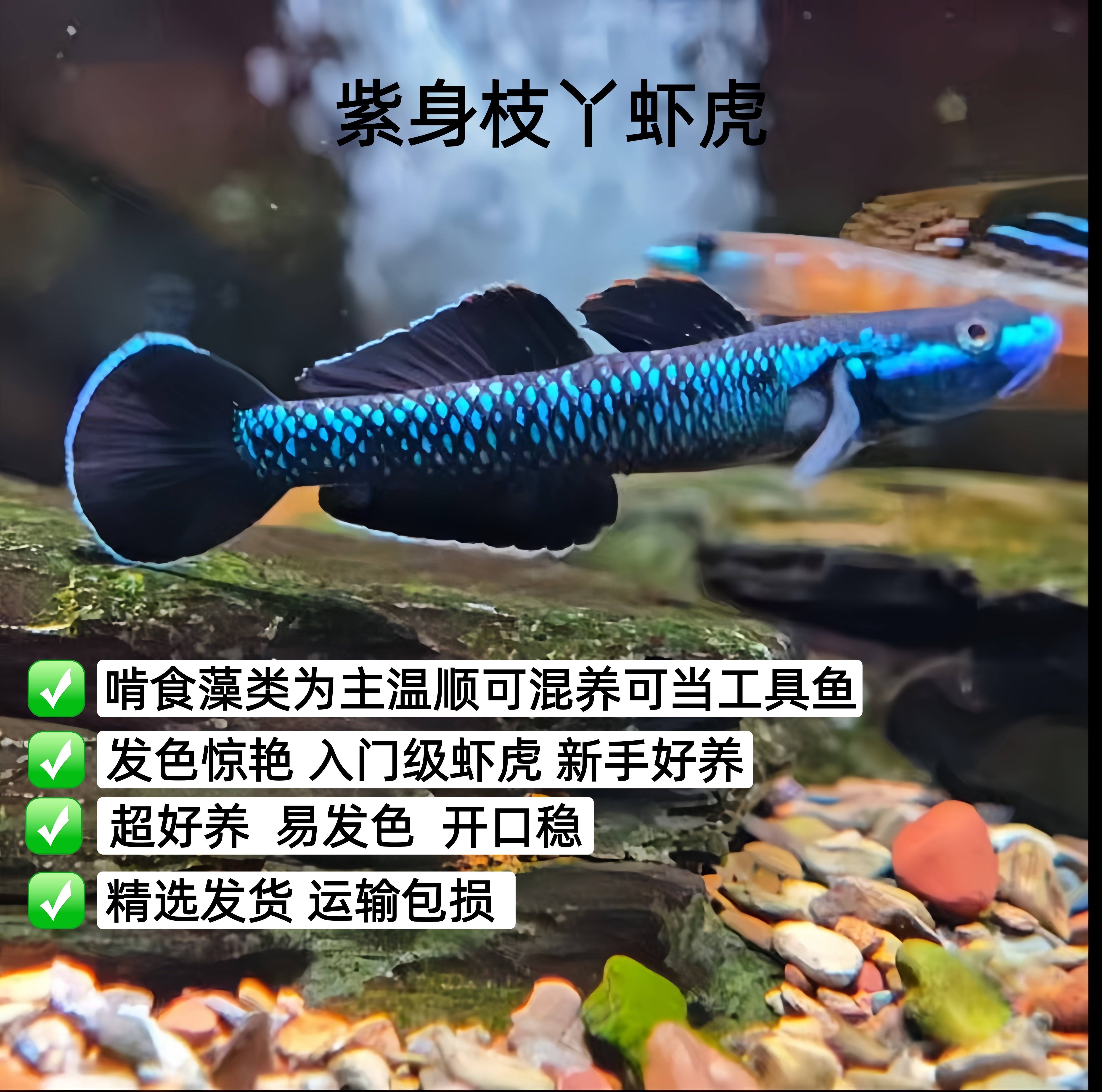 紫身枝丫虾虎吃藻类东南亚进口虾虎小型原生观赏鱼性格温顺可混养