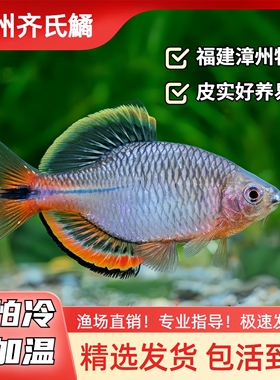 漳州齐式鳑鲏鱼除藻小型原生鱼冷水观赏鱼不加温好养七彩鳑鲏鱼