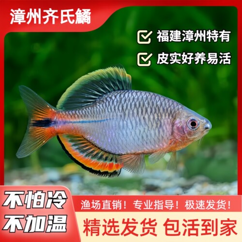 冷水鱼不加温皮实好养漳州特有